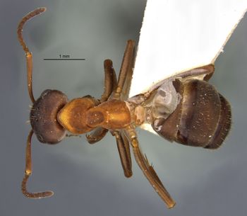 Media type: image;   Entomology 8885 Aspect: habitus dorsal view